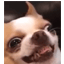 Server's hushcraft.net logo